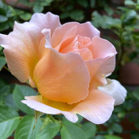 "Polka" Climbing Roses from the Garden Wall (LEO Design)