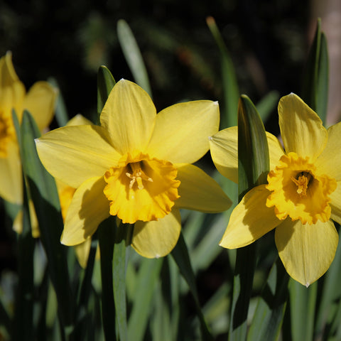 Spring Daffodils from My Garden (LEO Design)