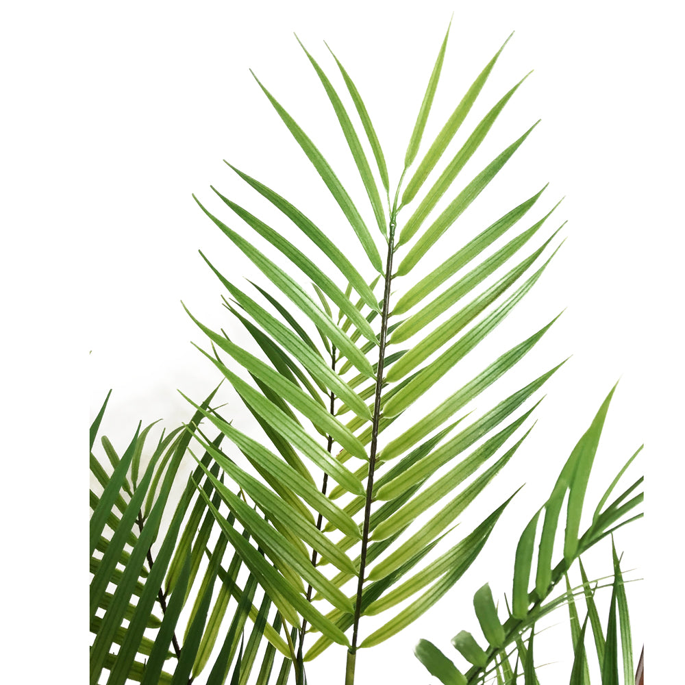 figleaf palm