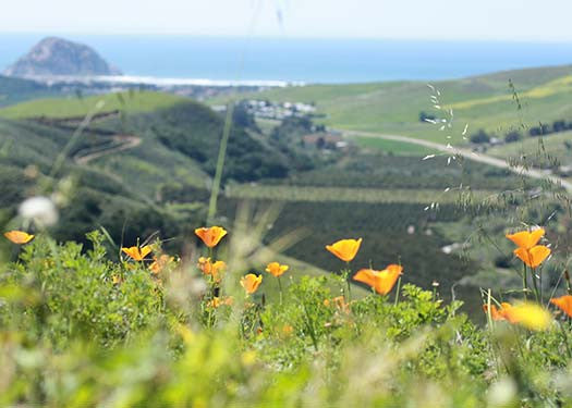 Stanley's Fuchsia Farm produces godly wines, Nvdaily