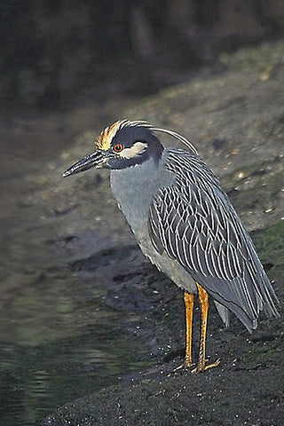 Yellow-crowned night heron