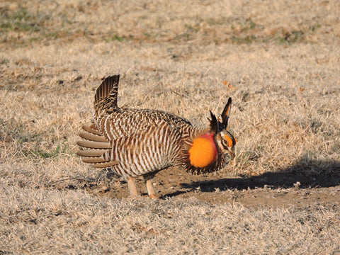 Greater Prairie-Chicken