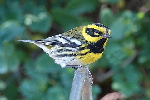 Townsend’s warbler 