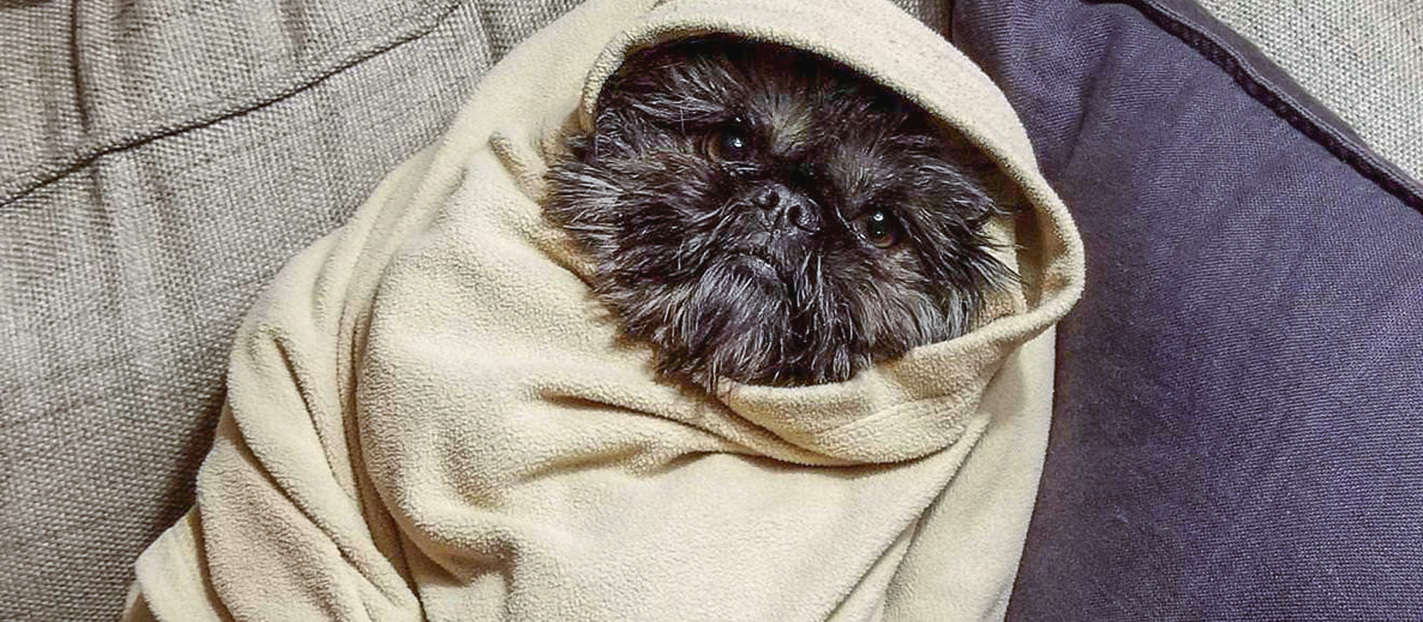 Seven Funniest Dogs In A Blanket SleepOvation