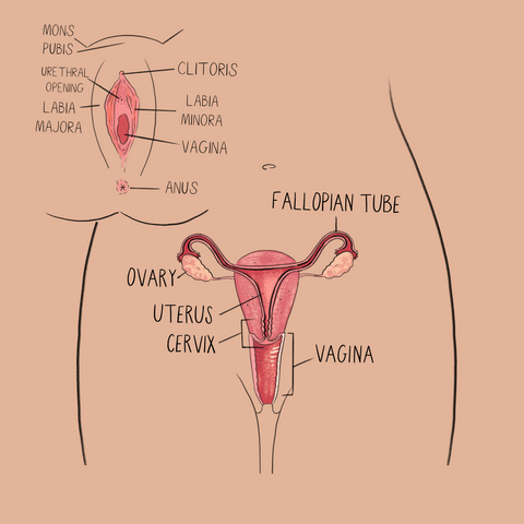 Anatomical drawing of the vulva and vagina on beige background