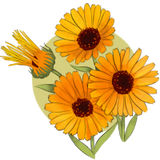 Calendula Illustration