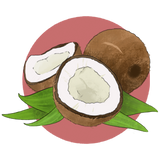 Coconut Illustration