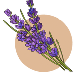 Lavender Illustration