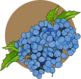 Oregon Grape Illustration