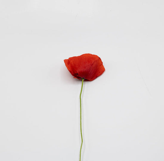 Image of a poppy flower