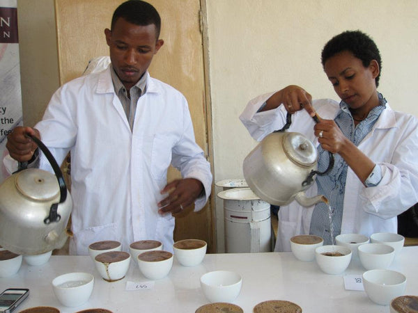 Cupping in Ethiopia