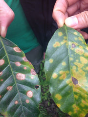 Coffee leaf rust, "la roya"