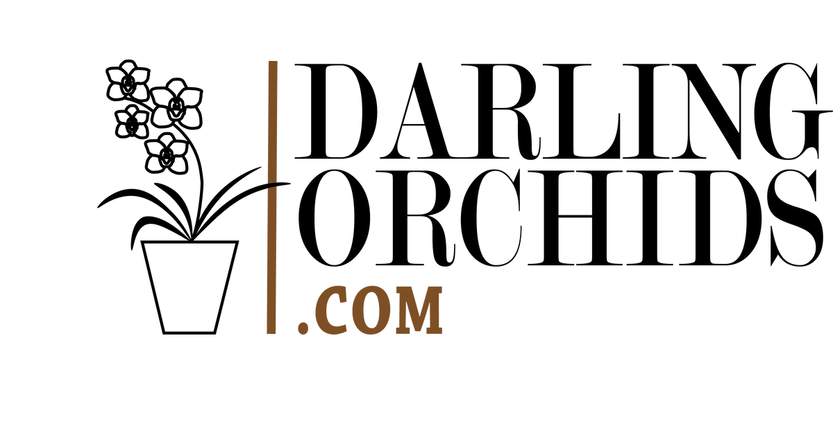 Darling Orchids.com