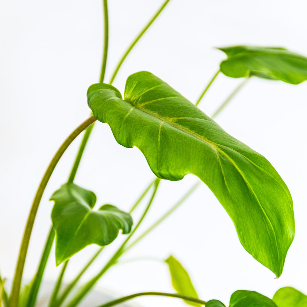 How do I for my Philodendron Xanadu? – Lazy Flora