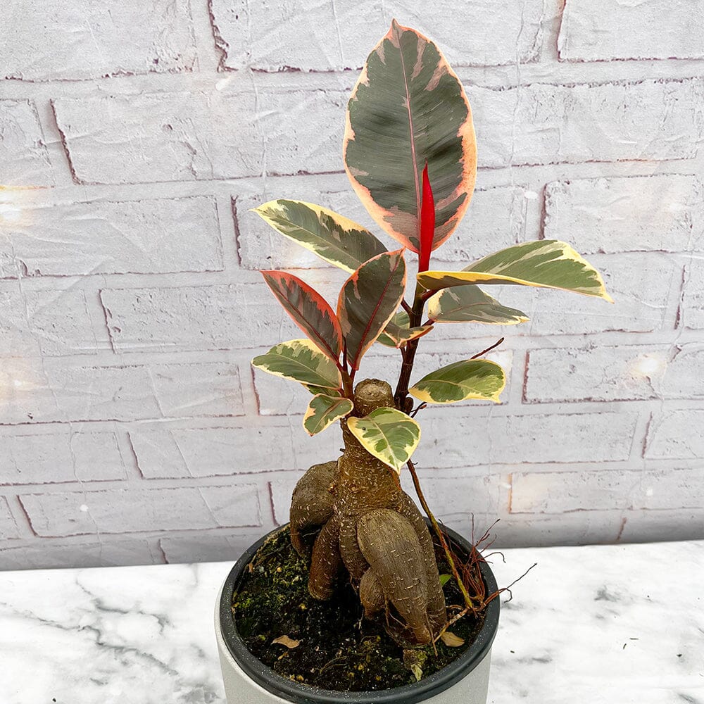 Ginseng Grafted Ficus - CT7012GMF