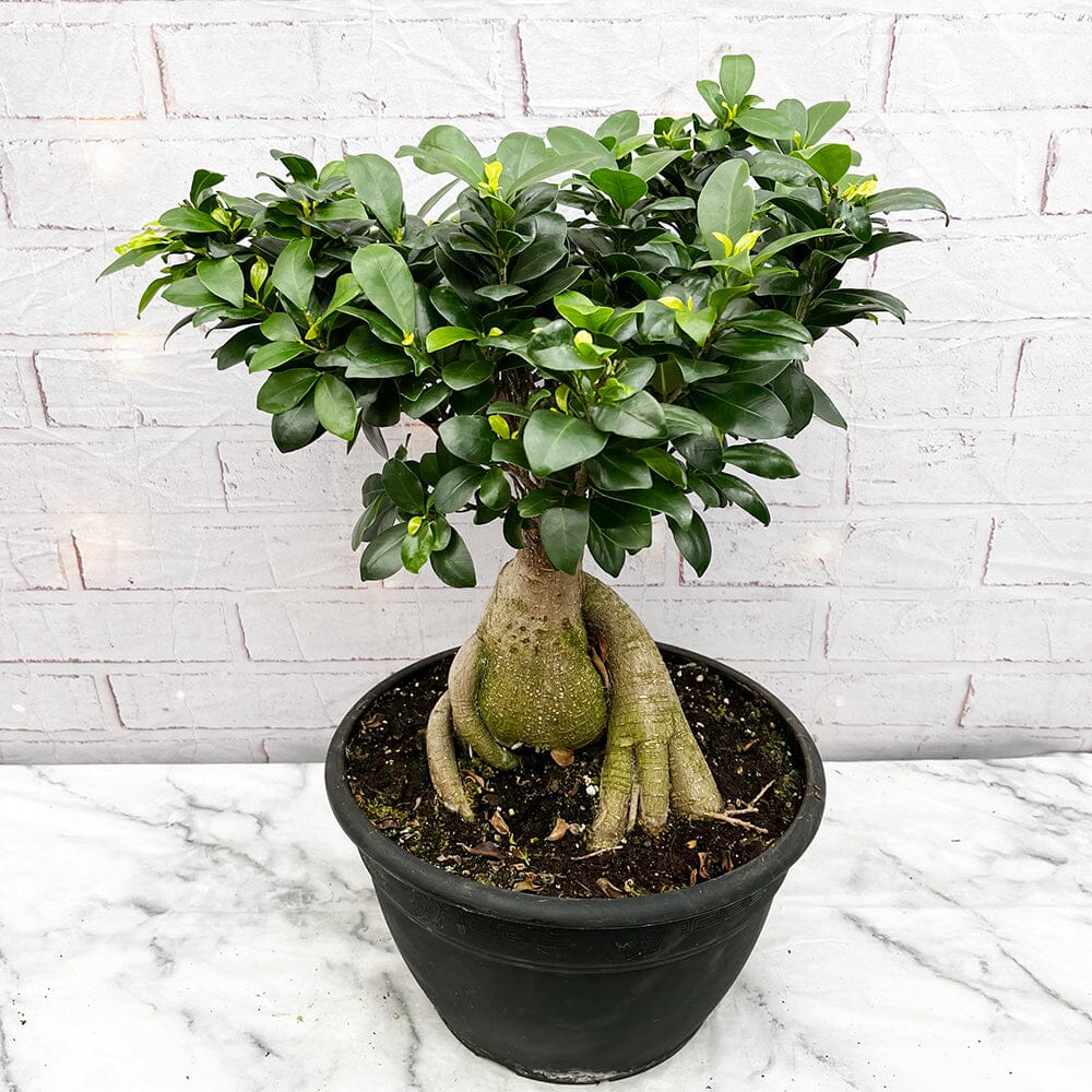 25 - 35cm Ficus Ginseng Bonsai Rubber Plant 15cm Pot House Plant – Lazy  Flora