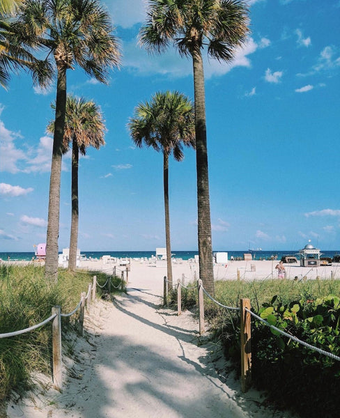 palm trees on Miami Beach