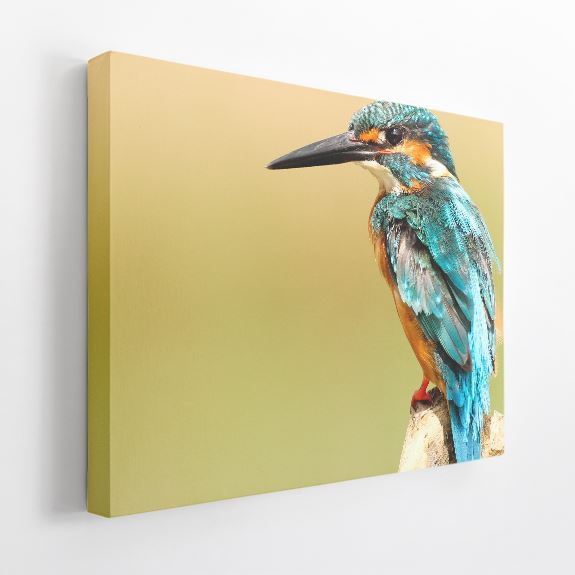 1.5" Acoustic Art Panel, Animals A - Overtone Acoustics product image