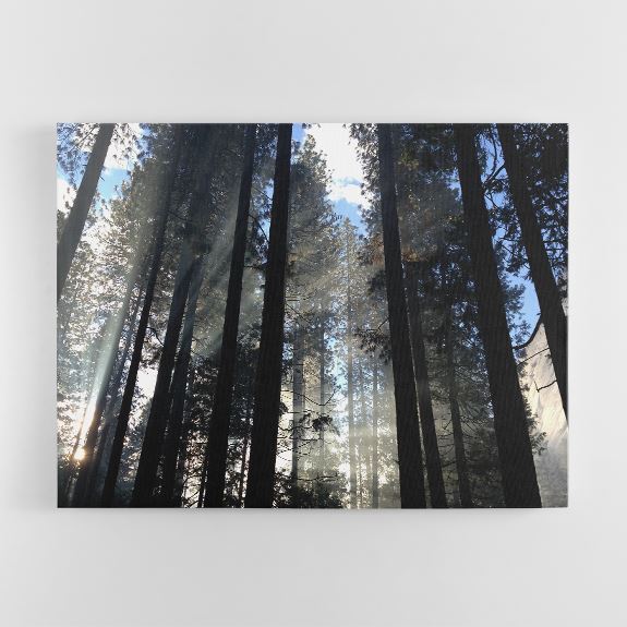 Overtone Acoustics Nature Art Panels - Sound Absorbing Artwork