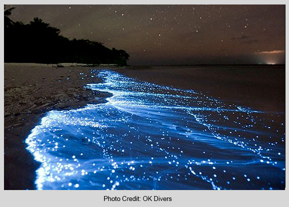 Bioluminescence