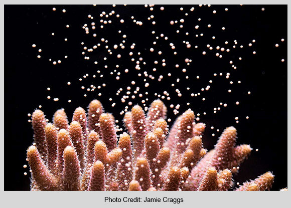 Coral Spawning