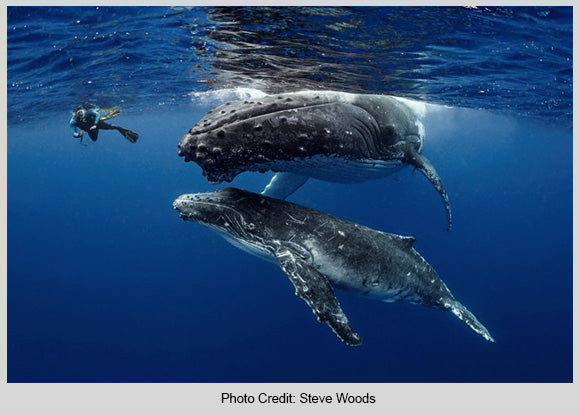 Humpback Whales