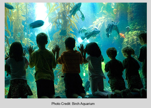 Kids looking at fish