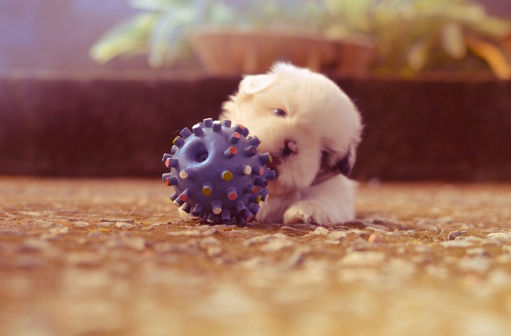 Our favorite enrichment toys all are about $10 and have been so great , puppy enrichment ideas