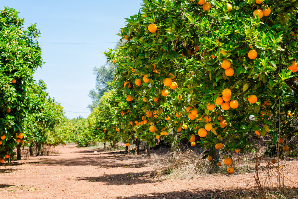 How To Identify And Treat Citrus Tree Diseases Us Citrus