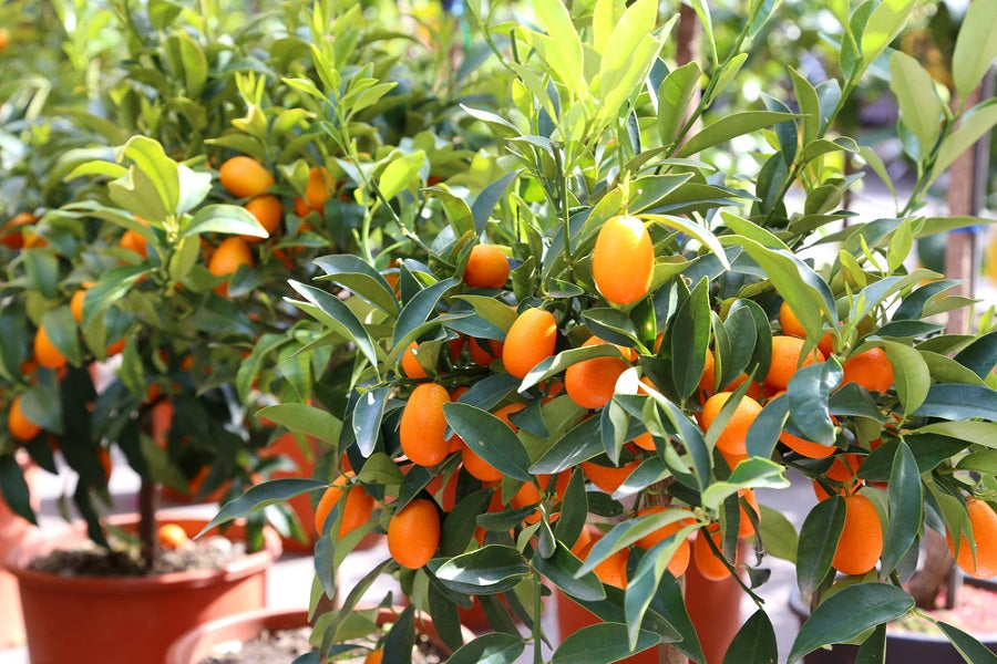 Kumquat Tree From A To Z: What You Need To Know - US Citrus