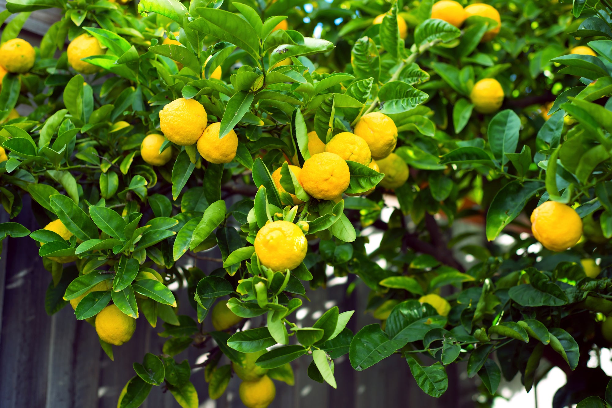 Top 5 Tips for Caring for a Meyer Lemon Tree US Citrus Top 5 Tips for Caring for a Meyer Lemon Tree US Citrus