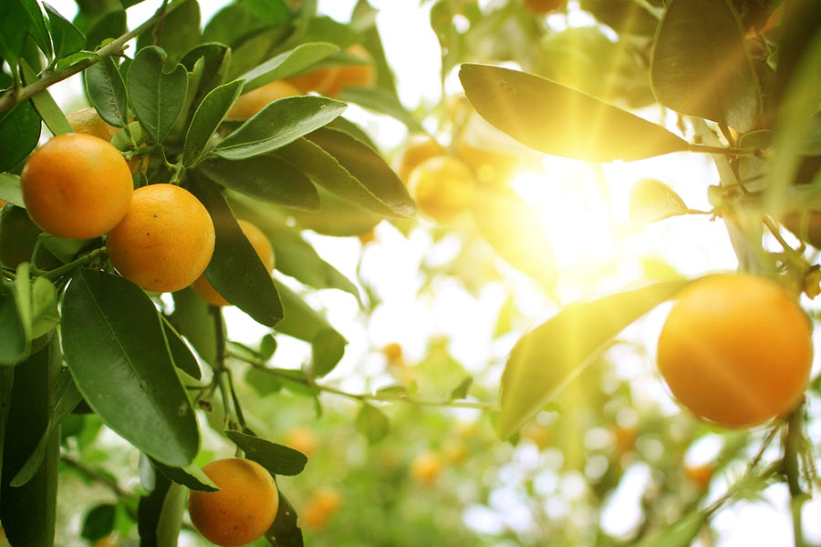 6 Common Orange Tree Diseases You Need To Look Out For Us Citrus