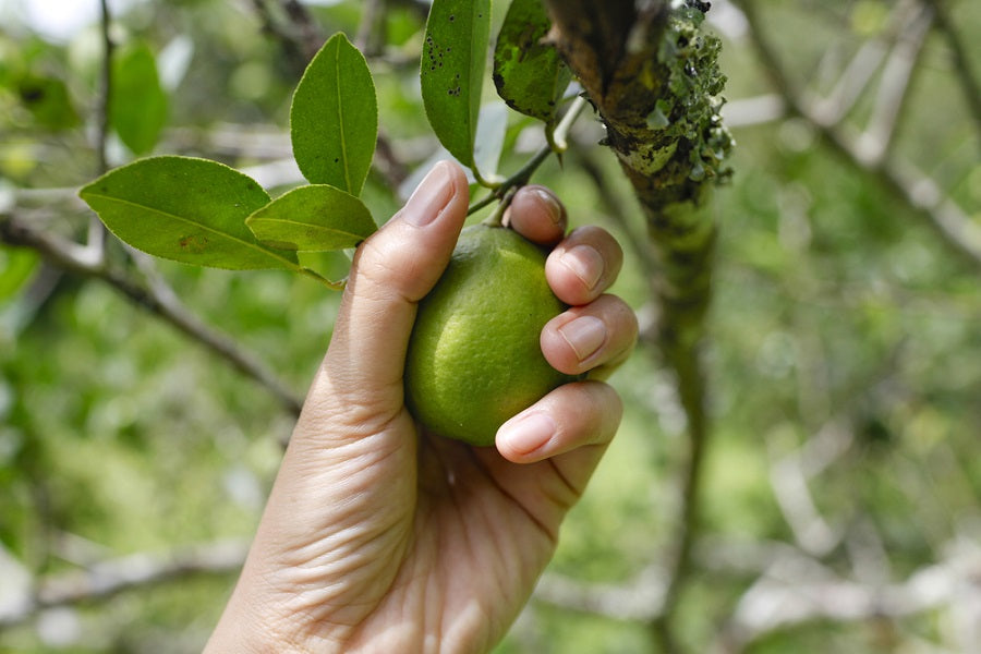 When To Pick Limes How To Tell When A Lime Is Ripe Us Citrus