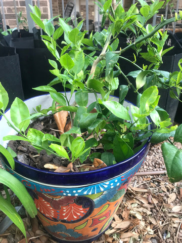 lemon tree in backyard