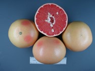 Rio Red Grapefruits