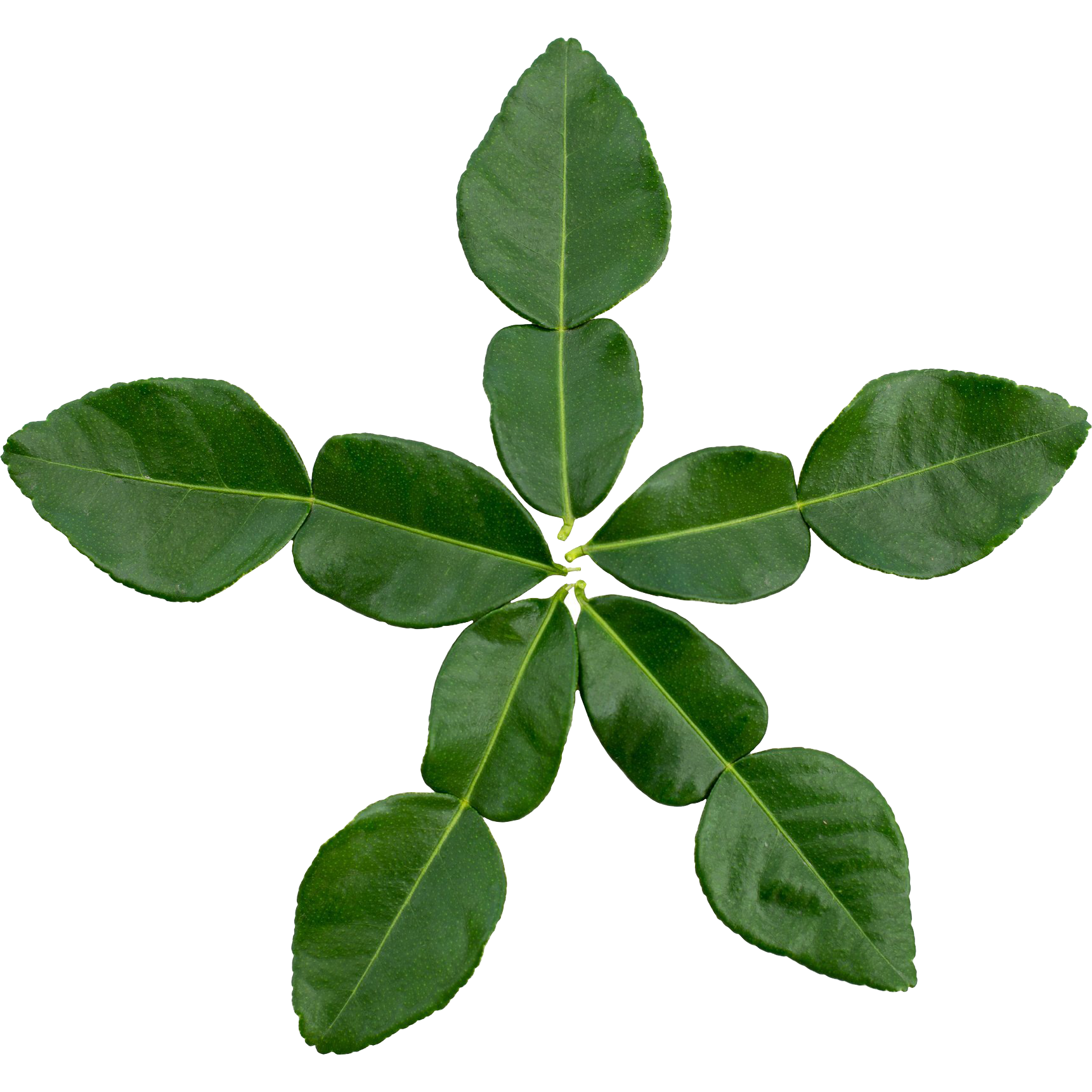 Fresh Kaffir Lime Leaves - US Citrus product image