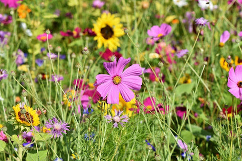 bright flowers