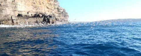 Salmon attacking baitfish off Sydney, Australia