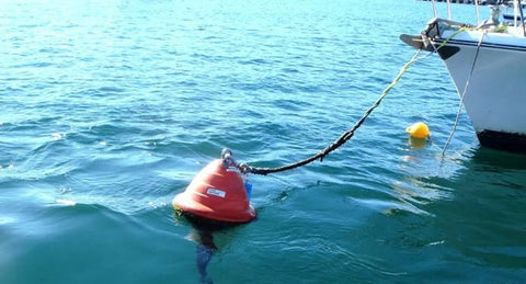 Weed growing on a buoy mooring in Sydney, Australia