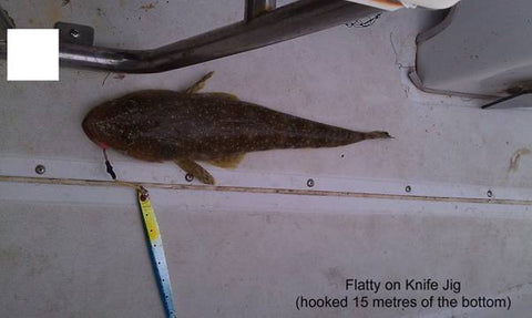Even Flathead will attack knife jigs when they are over 15 metres from the bottom