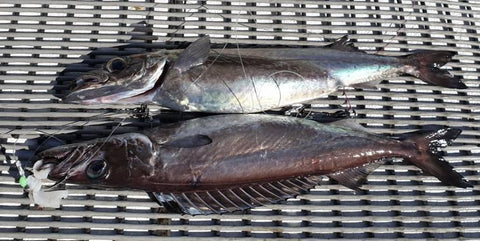 2024 Saco Bay Tackle Fishing Seminar — Saco Bay Tackle