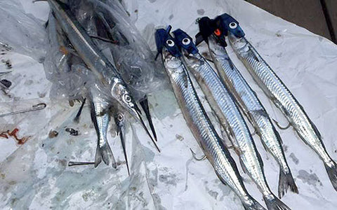 Pre rigging fresh Garfish from the fish market at home for trolling