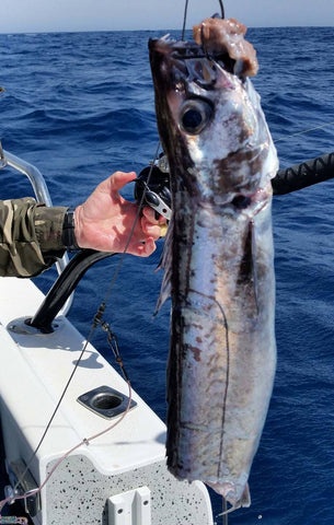 Mako Sharks regularly hit deep water fish on their way to the surface