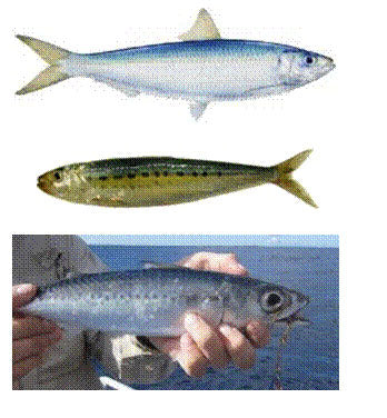 Good live bait species to use downrigging