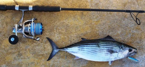 Catching Bonito on Downrigger Shop micro jigs