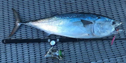 A nice Tuna landed on boat deck matting