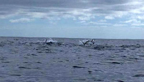 Tuna attacking a school of bait fish