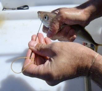 rigging live bait for use with the downrigger