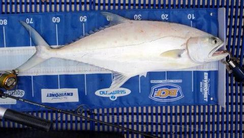 Queenfish are found up the north coast in warmer waters