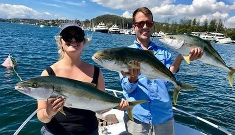 Three Kingfish caught near the Spit Bridge in Australia